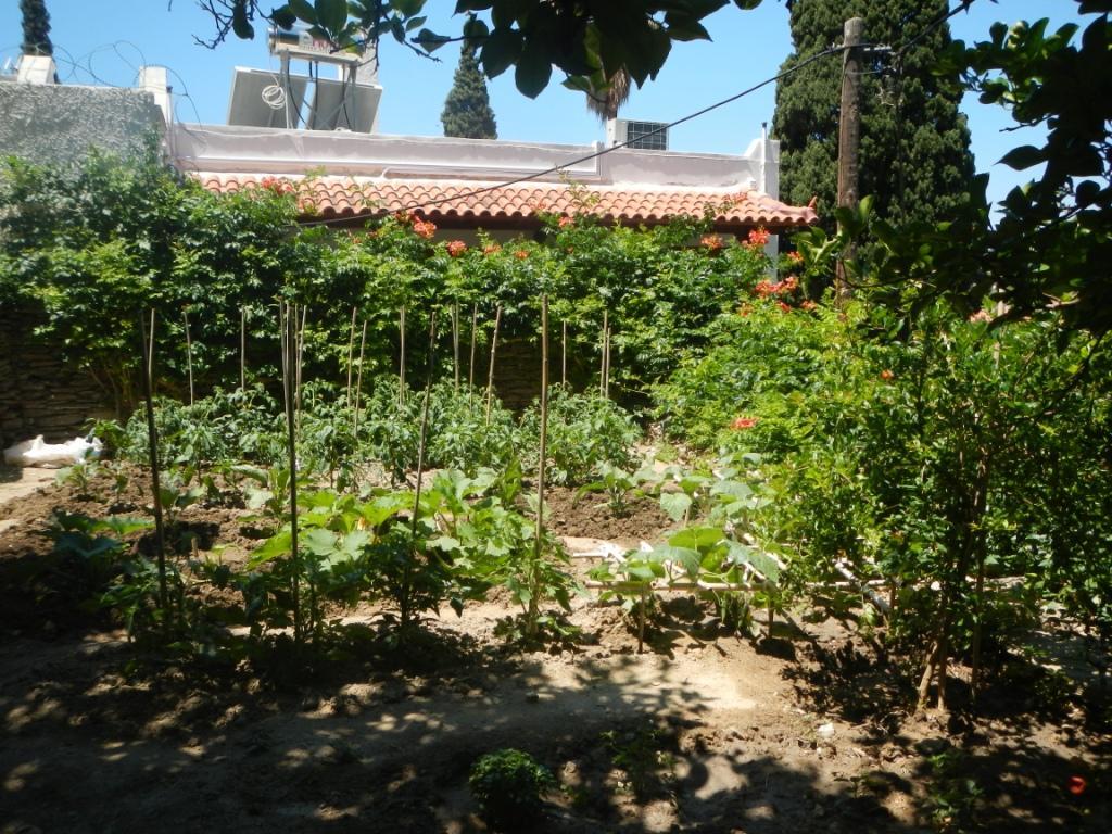 Lemon Tree House Hostel Batsi  Ngoại thất bức ảnh